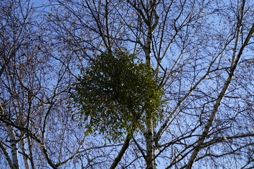 Mistel in einem Baum bei Sonnenschein