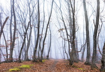 Naklejka premium Misty autumnal forest