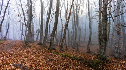 Obraz premium Misty autumnal forest