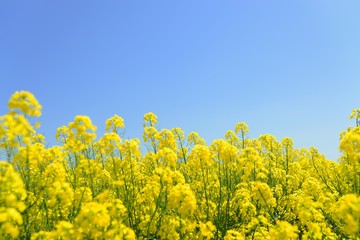 Obraz premium 北海道の菜の花畑