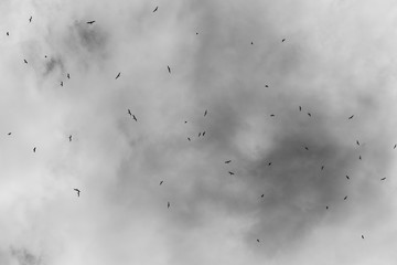 Birds