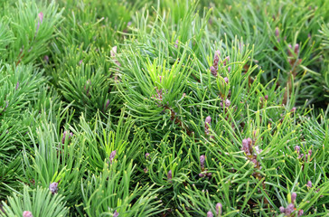 Mountain pine Pumilio (Pinus mugo pumilio), New Year's trees in the store greenhouse.