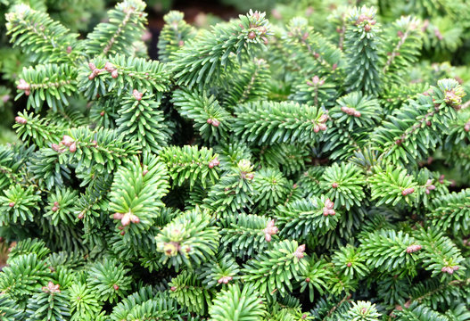 Balsam fir "Diamond" (Abies balsamea), New Year's trees in the store greenhouse.