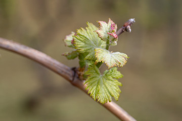 Early spring grape vine buds