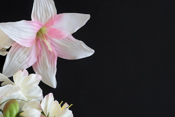 Flowers and  orchid with beautiful pink and white on a black background .