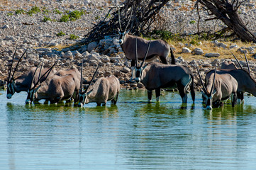 Gemsbok at Okaukuejo Waterhole.