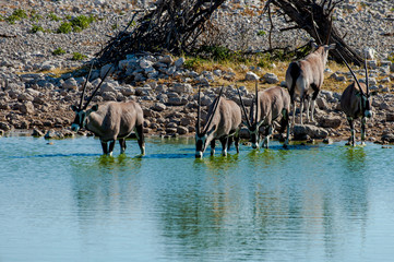 Gemsbok at Okaukuejo Waterhole.