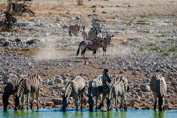Waterhole Etosha