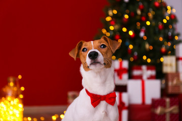 Jack Russell terrier as christmas present for children concept. Four months old adorable doggy on...