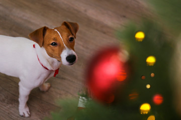 Jack Russell terrier as christmas present for children concept. Four months old adorable doggy on under holiday tree with wrapped gift boxes, festive lights. Festive background, close up, copy space.