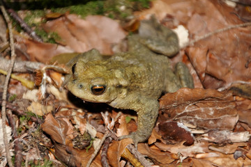 Sapo