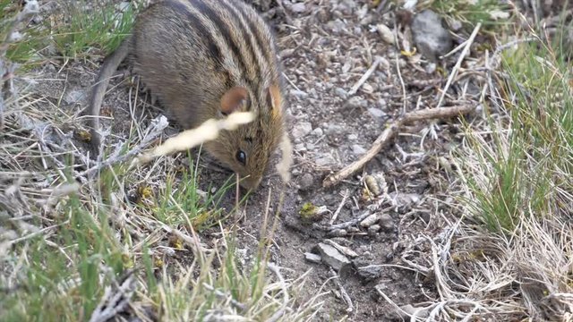 Small four striped grass mouse on the floor in the Kilimanjaro region.