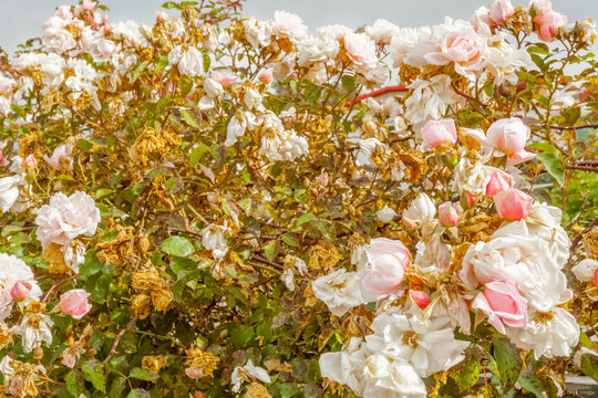 roses anciennes