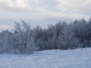 Obraz na płótnie Canvas Forêt et arbres en hiver