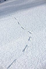 Snow surface with traces of the animal as a background or texture.