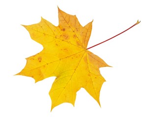 Autumn leaf on white