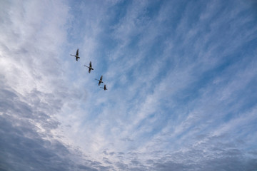 4 swans flying in formation in the blue afternoon sky
