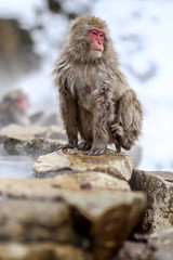 Wild monkeys at Jigokudani hotspring (Japan)	
