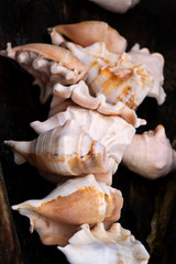 Conch Shell isolated on black background in Indian sea beach, Many of the cones are nicely arranged, a tropical marine mollusk with a spiral shell that may bear long projections and have a flared lip