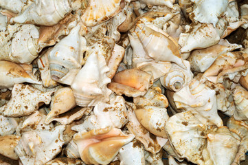 Conch Shell isolated in Indian sea beach, Many of the cones are nicely arranged, a tropical marine mollusk with a spiral shell that may bear long projections and have a flared lip