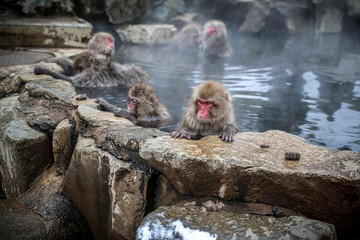 Wild monkeys at Jigokudani hotspring (Japan)	