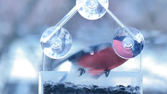 Bullfinches and Tits feed from the feeder seeds. Feeder on the glass on the suction cups.