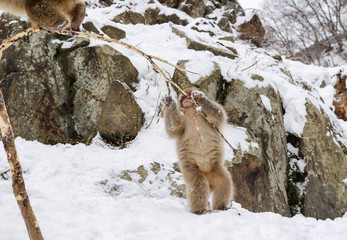 Wild monkeys at Jigokudani hotspring (Japan)	
