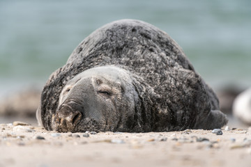 Schlafender Kegelrobben Bulle liegt am Strand, Helgoland