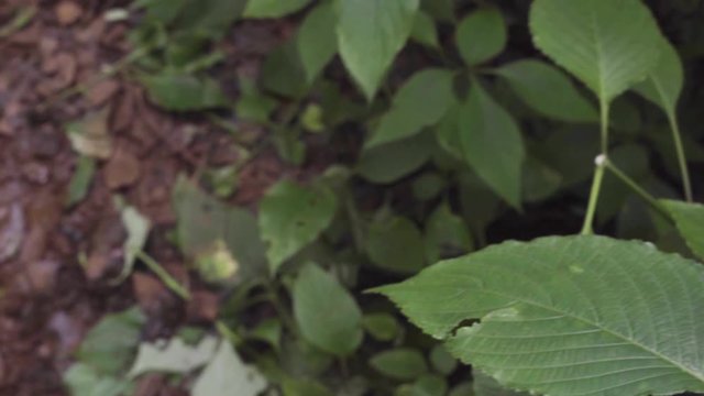 Jungle Vibes