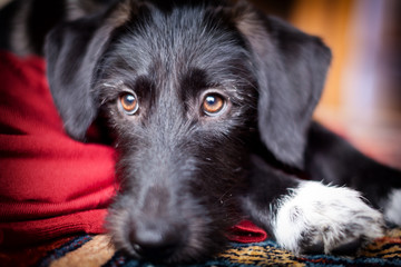 black dog lies sad on red blanket