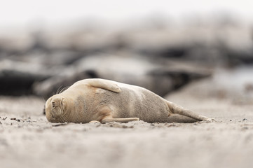 Seehund ruht vor Kegelrobben Kolonie am Sandstrand, Düne Helgoland