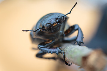 Macro of a stag beetle female isolated