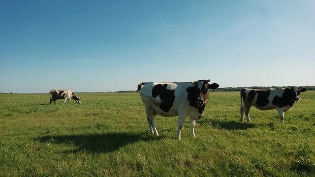 Black white cow on village pasture. Cow farm scene. Black white cow portrait. Black white cow grazing. Two black and white cows standing in a pasture under a blue sky and a straight horizon