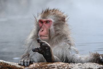 Wild monkeys at Jigokudani hotspring (Japan)	