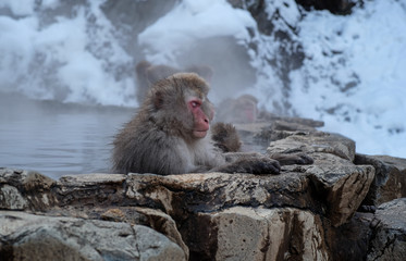 Wild monkeys at Jigokudani hotspring (Japan)