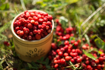 many ripe sweet red strawberries scattered from a bucket in a summer garden among green grass