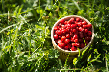 Tasty wild strawberries in a wooden bowl on the grass. View from above.