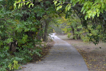 road in the forest