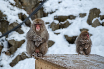 Wild monkeys at Jigokudani hotspring (Japan)
