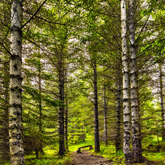 Sonnige Lichtung im Birkenwald mit mittiger Parkbank