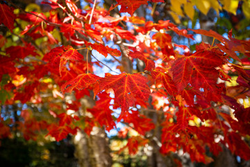 Beautiful forest in autumn colors