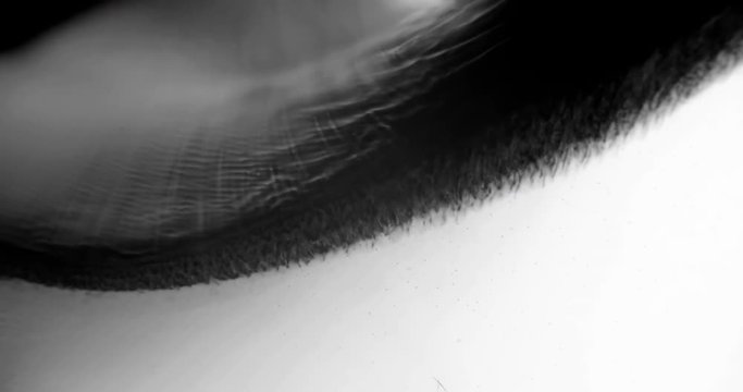 Ink Drops on White Background. Close-Up. Swirl Ink Flow.