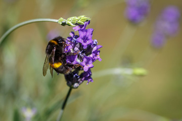 Bee collecting pollen from lavender flower - close up