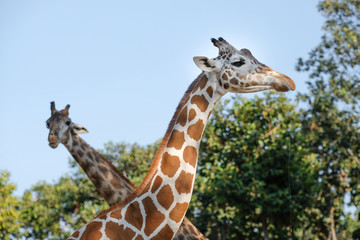giraffe