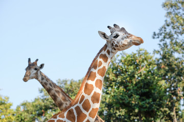 giraffe