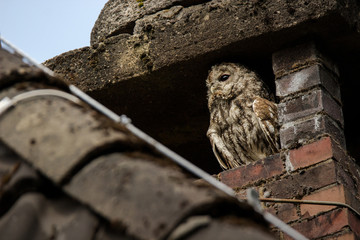 A gray tawny owl (Strix aluco) sits on top of a chimney of a small brick building. Wild owl in an...