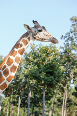 giraffe