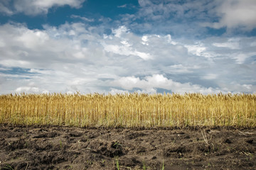 Wheat field against the sky and clouds