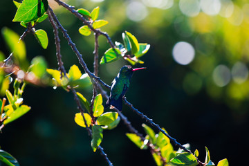  hummingbird