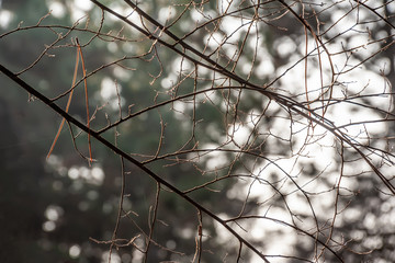 Branch of a tree with a pine needle in the ray of autumn sun